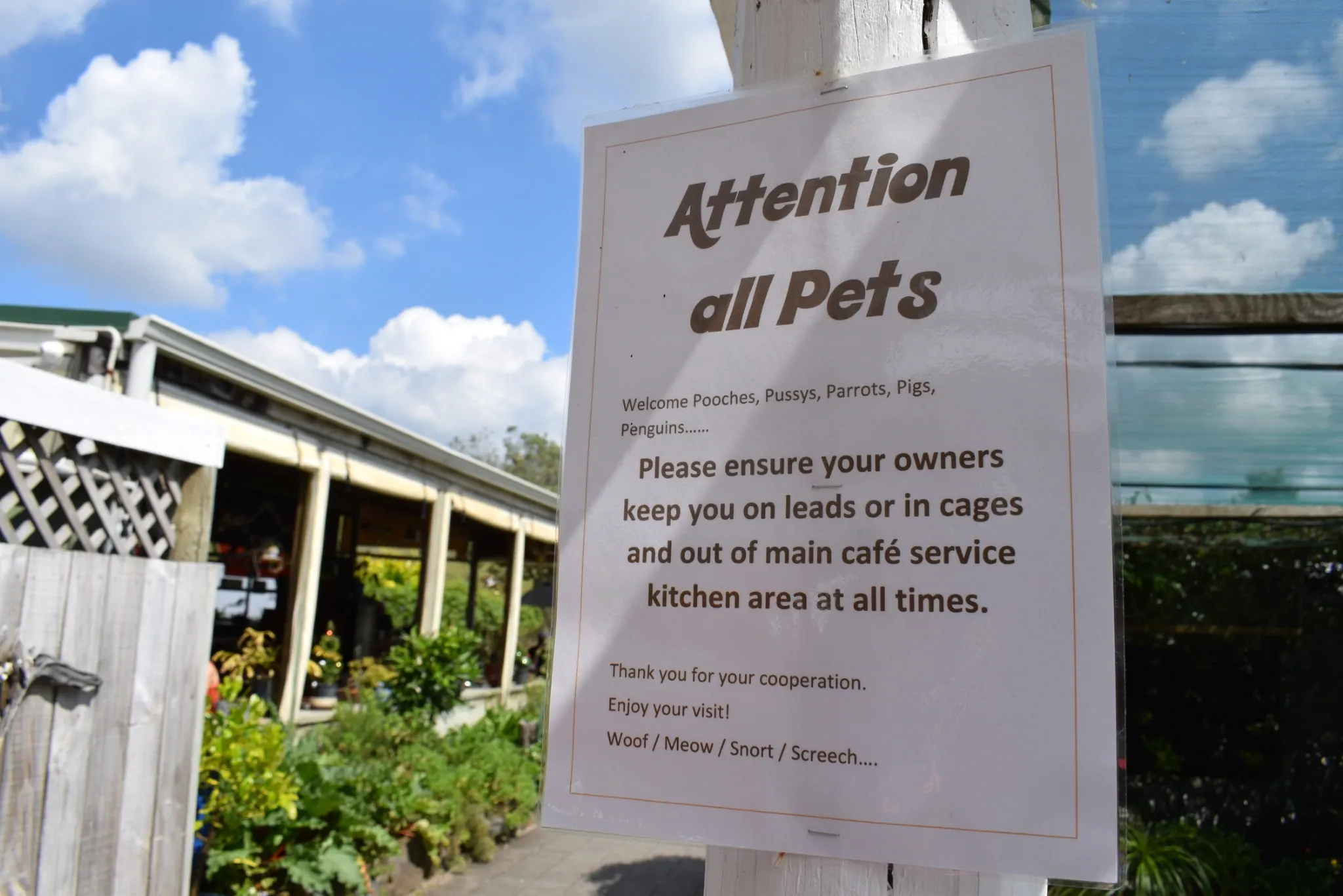 L17 marshall released from auckland quarantine (native tree cafe mangatarata) 17 dec 2017 (1)